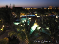 IMG_1445 IMG_1445