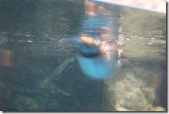 Aquarium April 2011 020