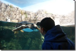Aquarium April 2011 022