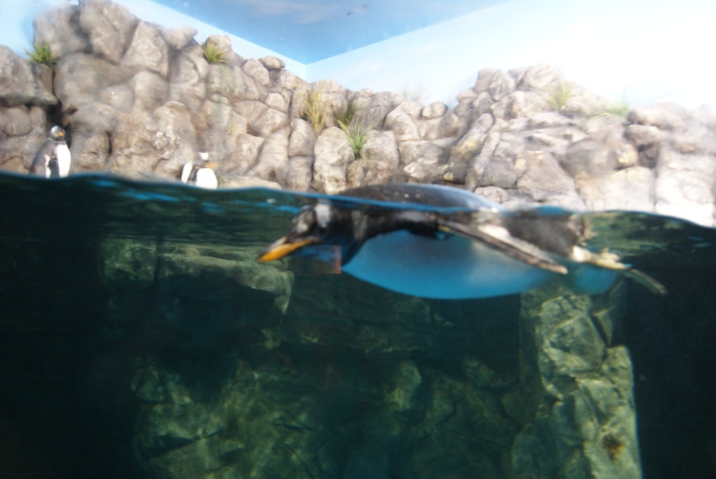 [Aquarium April 2011 023[3].jpg]