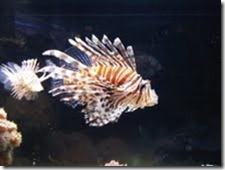 weirdfish