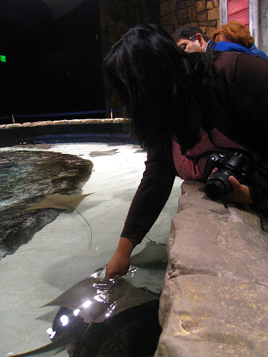 Touch pool. I touched a manta ray and a HAMMERHEAD SHARK!!!