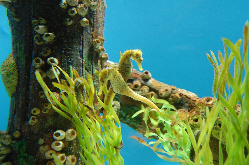 Oh, how cute are these seahorses?!