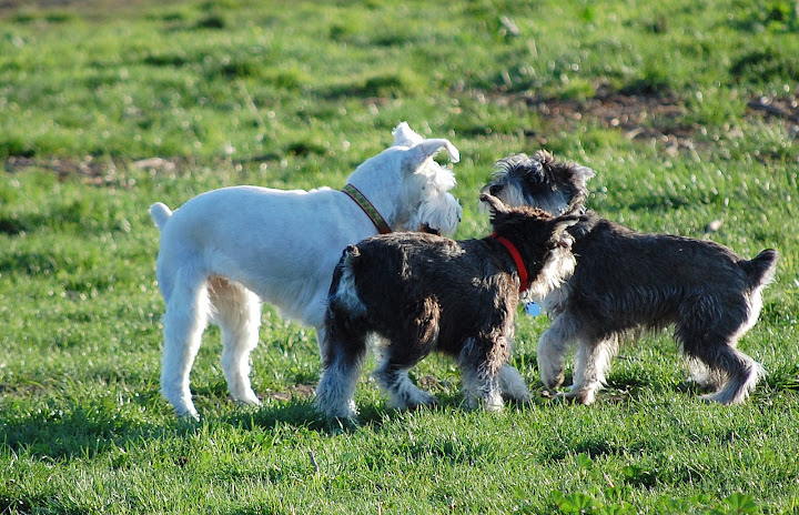 Maui meet some new Schnauzer friends at the park!