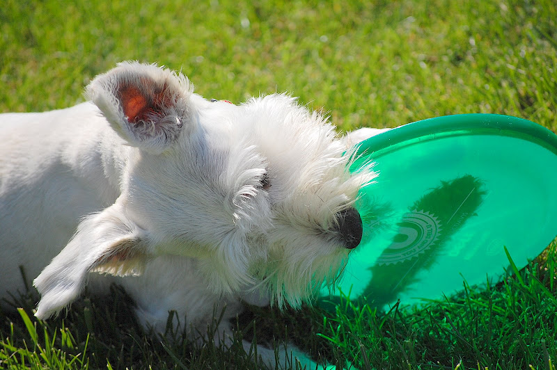 Another recent love - the frisbee!