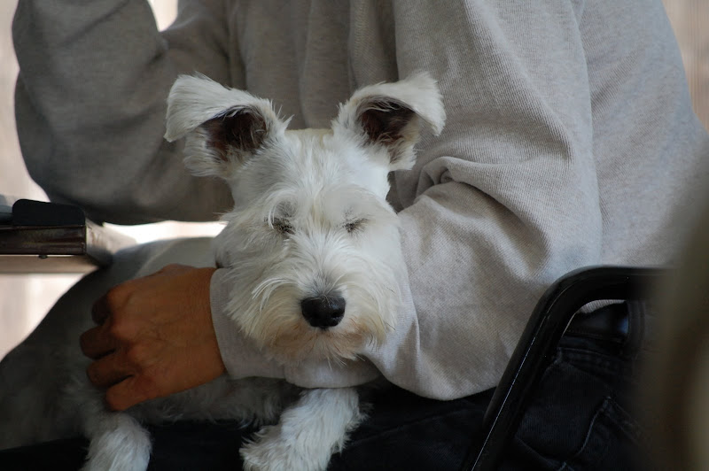 Asleep on Grandpa - ZZzzzZZzzzZZzzZzZzz