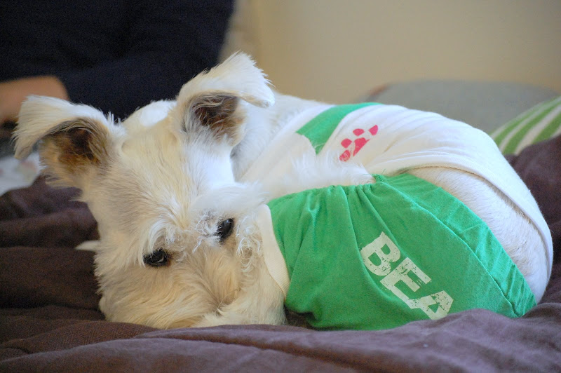 I feel bored -- lets go to the dog park!