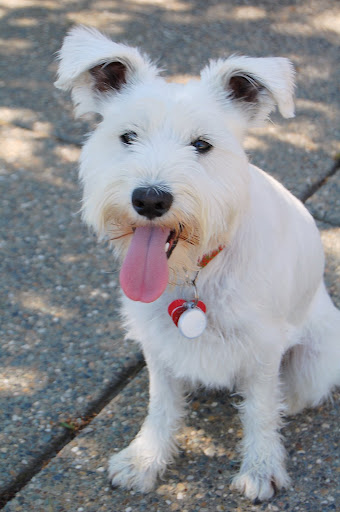No dog, in my opinion, could make me smile the way she does.