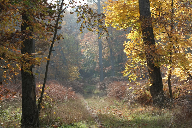 Herfstkleuren