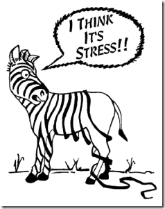 stress-zebra_79014138_120564290
