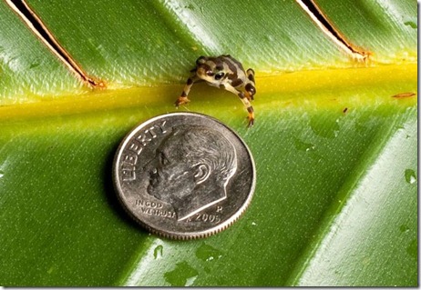 Panamanian Golden Frog BGTampa FB