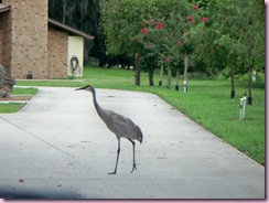 Sandhill Crane