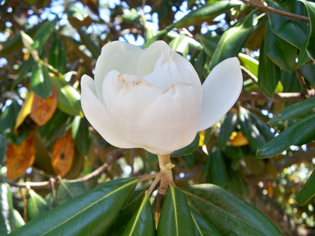 [Magnolia[2].jpg]