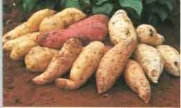 [batata_doce_1[5].jpg]