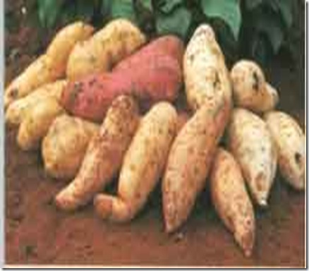 batata_doce_1