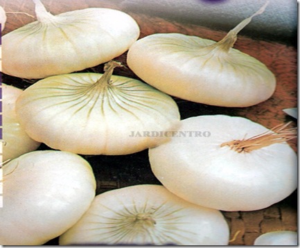 jardicentro_sementes_cebola