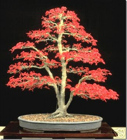 fengshui-bonsai