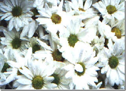 CRISANTEMO MARGARIDA