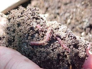 [minhoca_e_humus[4].jpg]
