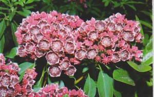 Kalmien Variante