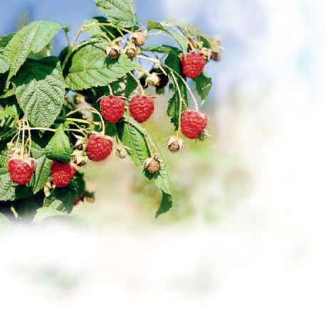Rasberry