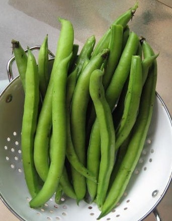 [1st broad beans[3].jpg]