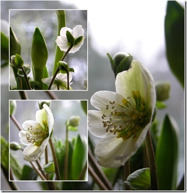 3   helleborus