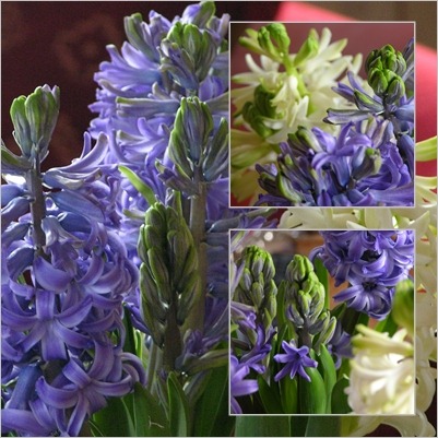[hyacint[3].jpg]
