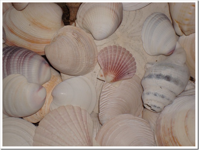 sea shells 005