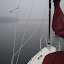 Whisper pokes her nose into the fog, leaving Poulsbo Whisper pokes her nose into the fog, leaving Poulsbo