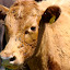 Cow 668 Cow 668