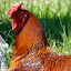 Proud rooster guards his hens Proud rooster guards his hens