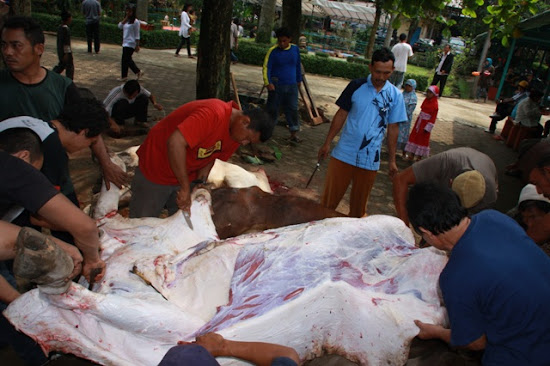 Daging Qurban