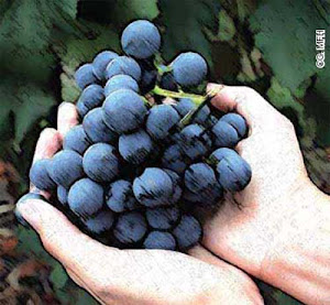 Buah Tangan