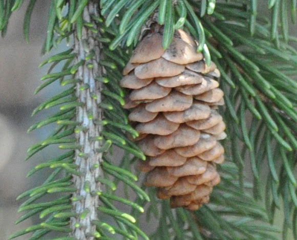 Spotting Image 1