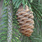 Black Hills Spruce