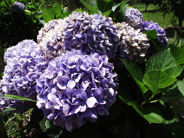 DSCF1968