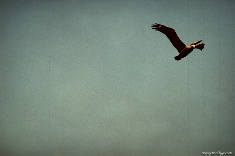 bird