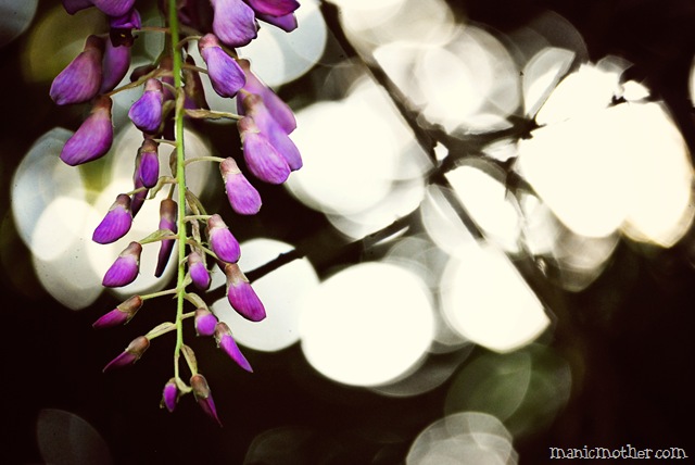 [wisteria7.jpg]