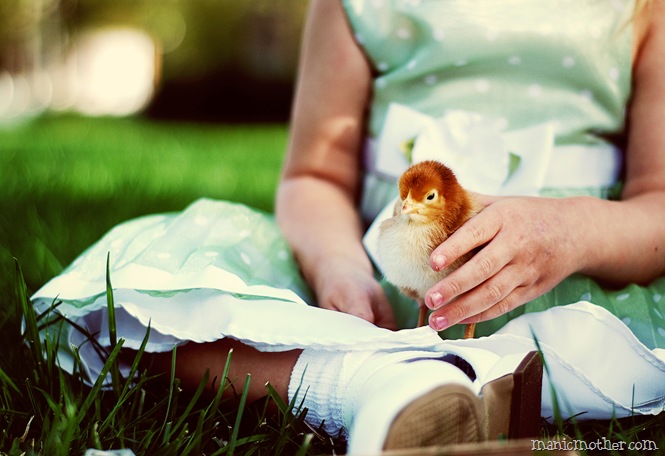 chick1