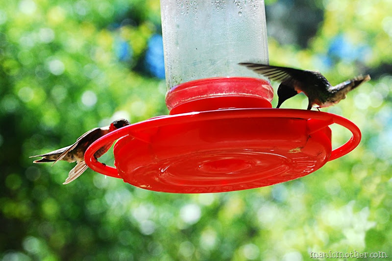hummer5