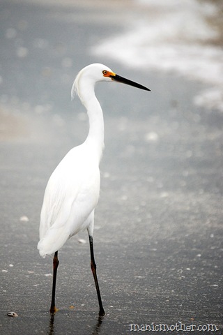 [heron33.jpg]