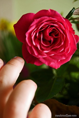 [rosefinger[8].jpg]