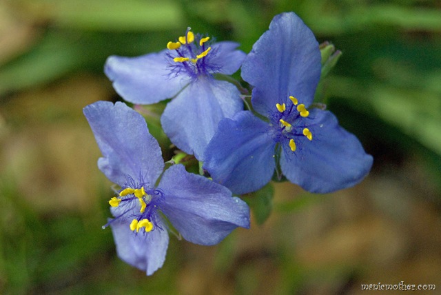 [wildiris8.jpg]