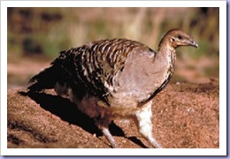 malleefowl1