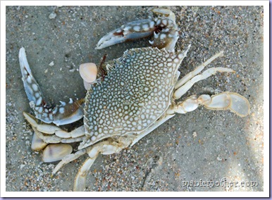 oceancrab