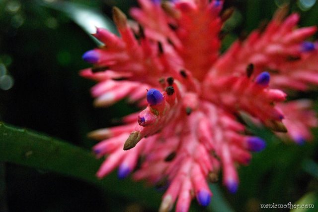 [bromeliad8.jpg]