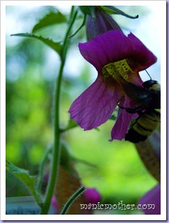bee