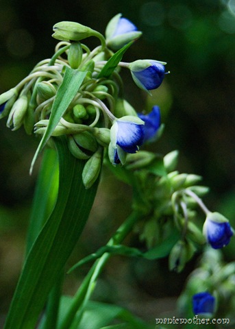 [blueflowers9.jpg]