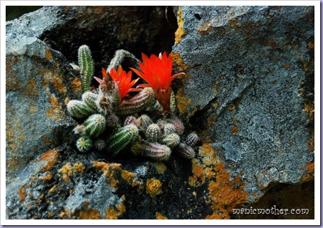 cactuws